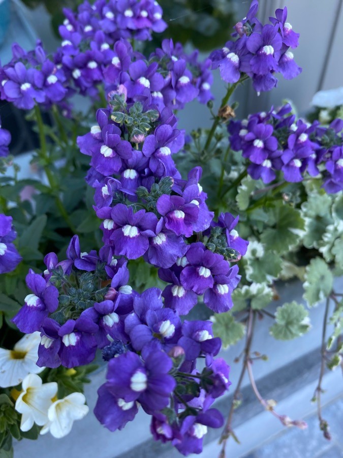 [NEMESIA] Nemesia (pot 10.5cm)