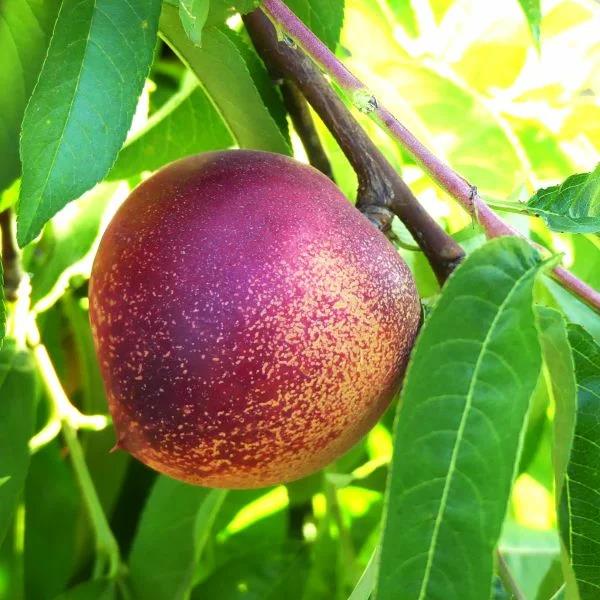 [NESQUEE] NECTARINE 'FLATERYNA'
