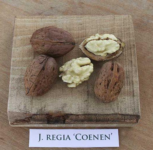 [NOCOENE] Veredelde Noot 'COENEN' (hoogstam, 8/10, —)