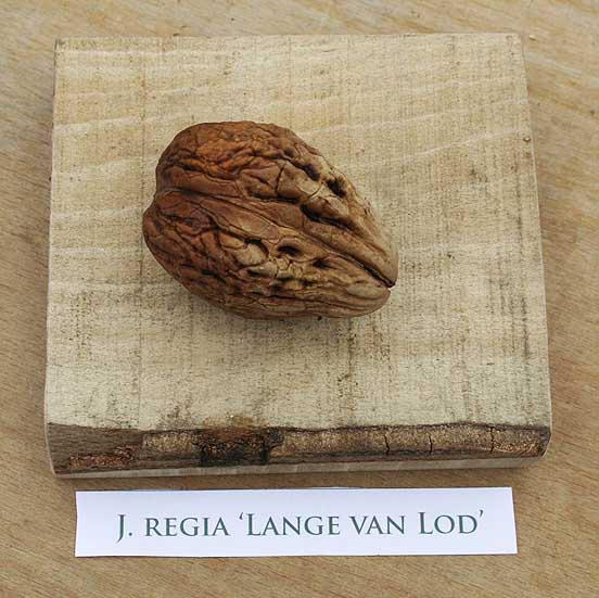 [NOLVLOD] NOYER GREFFÉ 'LANGE VAN LOD' (baliveau, —, pot)