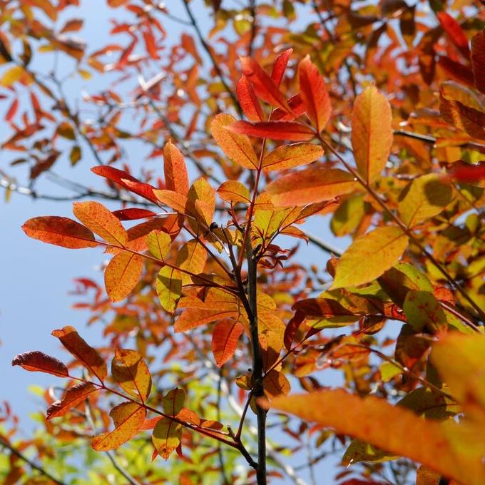 [NOPURPU] NOYER GREFFÉ 'PURPUREA'