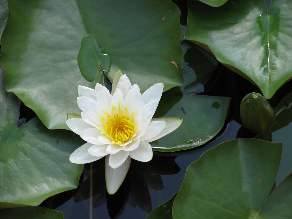[NYALBA] Nymphaea alba (pot   1L)