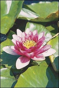 [NYATTRA] Nymphaea 'Attraction' (pot   1L)