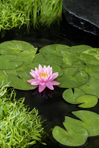 [NYFIREC] Nymphaea 'Firecrest'