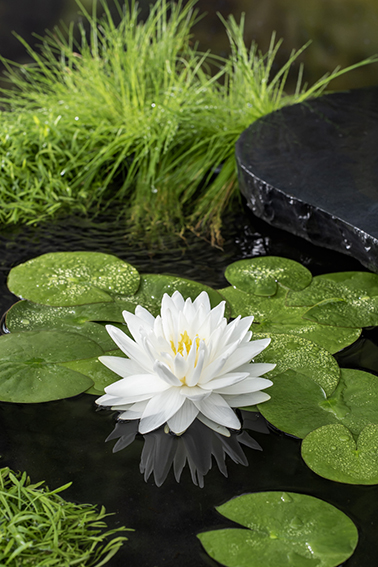 [NYGONNE] Nymphaea 'Gonnere' (mand 3l)
