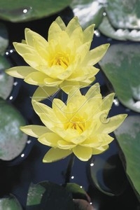 [NYJTOMO] Nymphaea 'Joey Tomocik' (mand 3l)