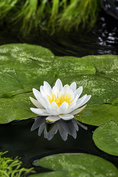 [NYMALBI] Nymphaea 'Marliacea Albida'
