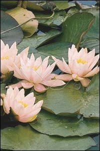 [NYMCARN] Nymphaea 'Marliacea Carnea'