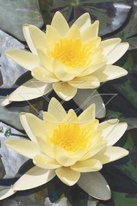 [NYMCHRO] Nymphaea marl. 'Chromatella' (pot   1L)