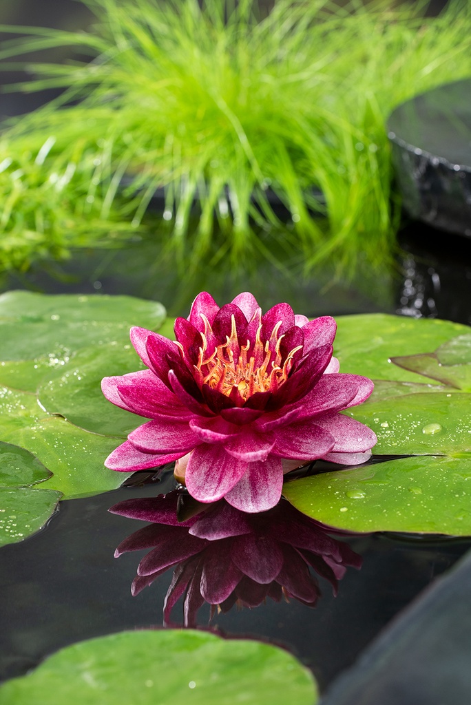 [NYPABLAC] NÉNUPHAR