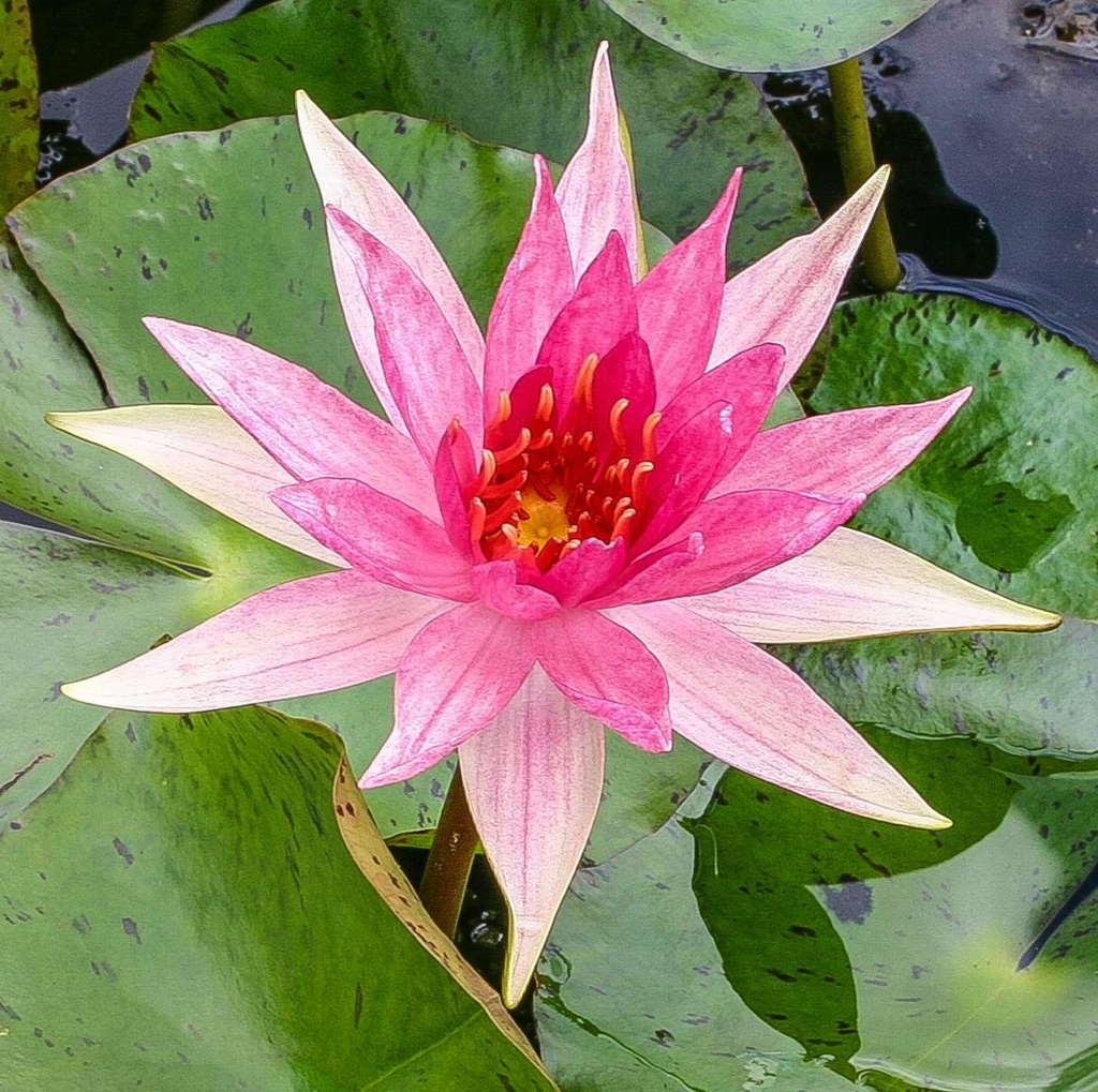 [NYRSPID] Nymphaea 'Red Spider' (pot   1L)