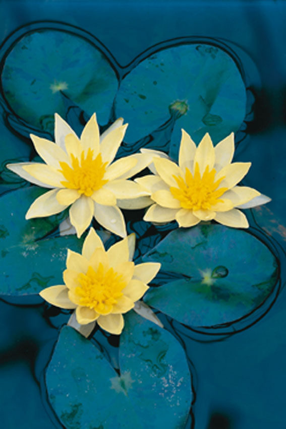 [NYSULPH] NÉNUPHAR (panier 3l)