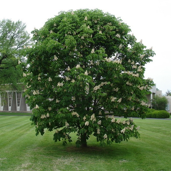 [AEHBAUM] MARRONNIER D'INDE (haute tige, 8/10, —)