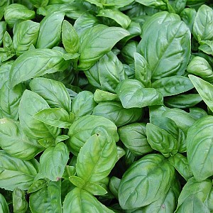 [OCBGROE] BASILICUM Ocimum Basilicum (pot13)