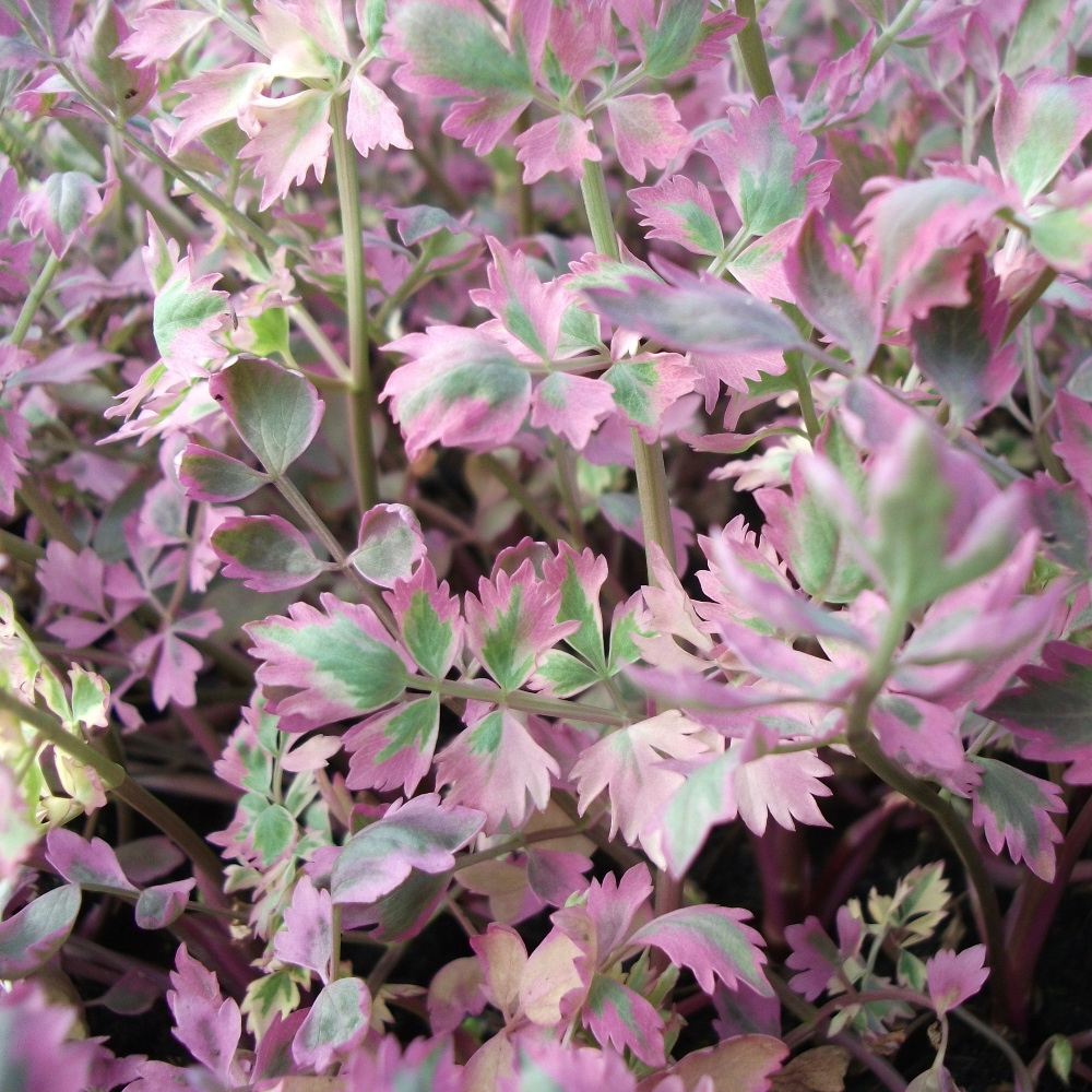 [OEFFLAM] Oenanthe fistulosa 'Flamingo' (mand 18cm)