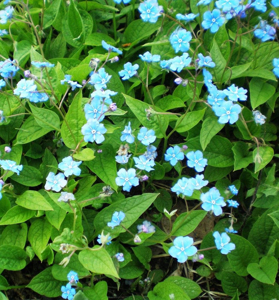 Omphalodes verna