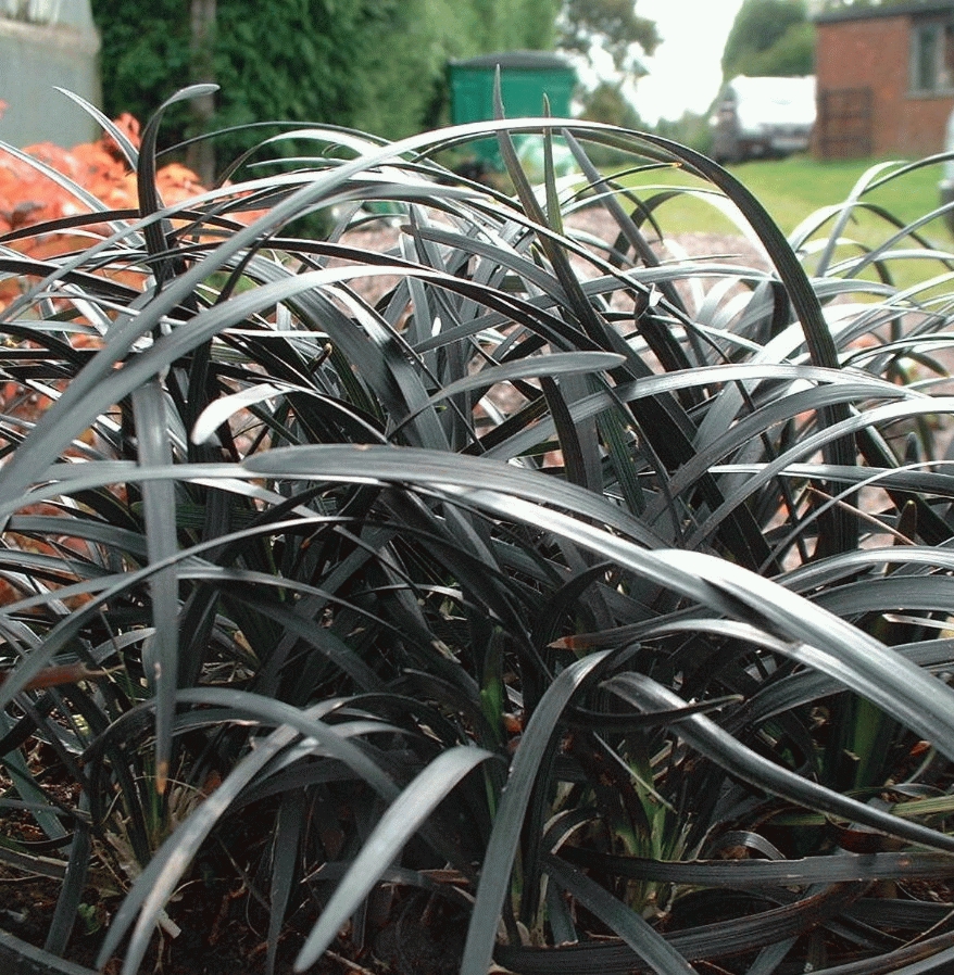 [OPPNIGE] Ophiopogon plan. 'Niger' (pot   9cm)