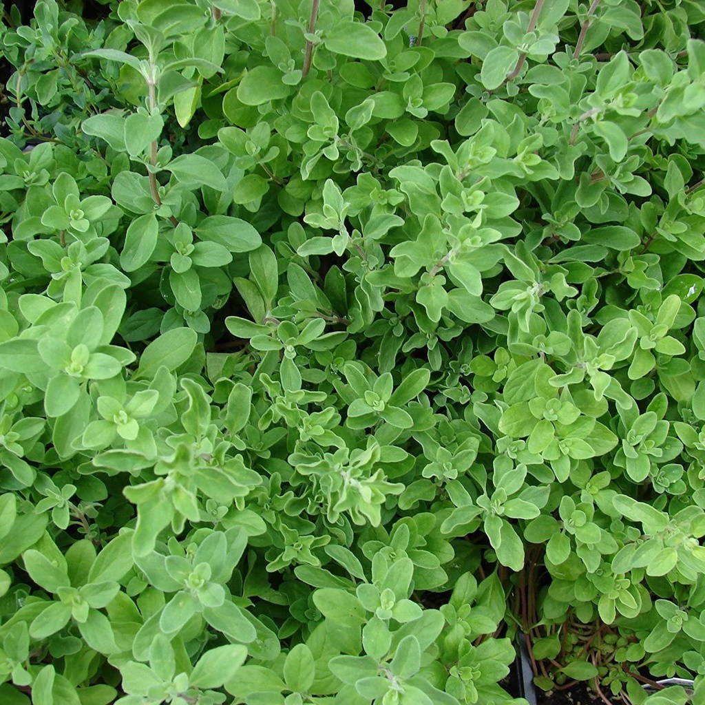 [ORMAJOR] MARJOLEIN Origanum majorana (pot   9cm)