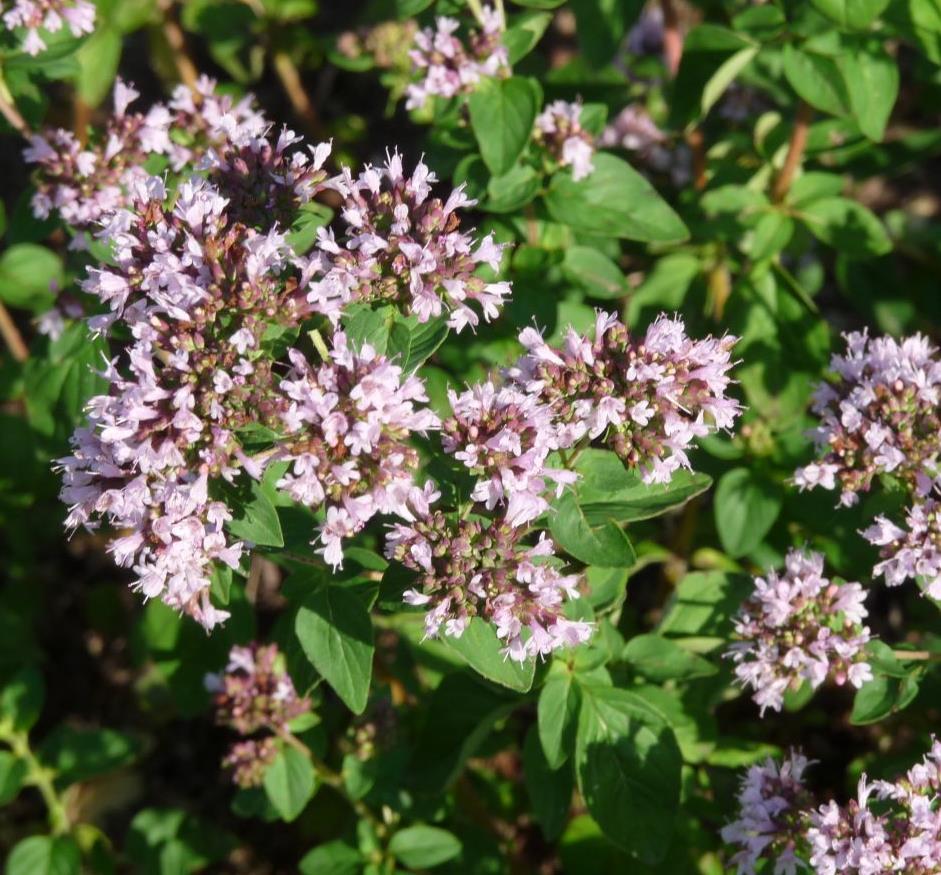 [ORVCOMP] MARJOLEIN Origanum vulgare  'Compactum' (pot   9cm)