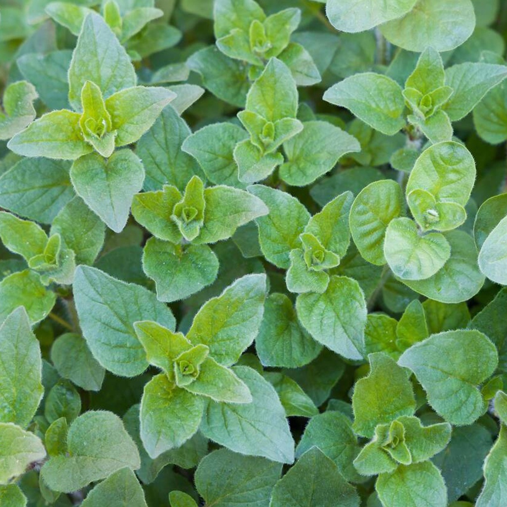 [ORVULGA] OREGANO Origanum vulgare (pot   9cm)