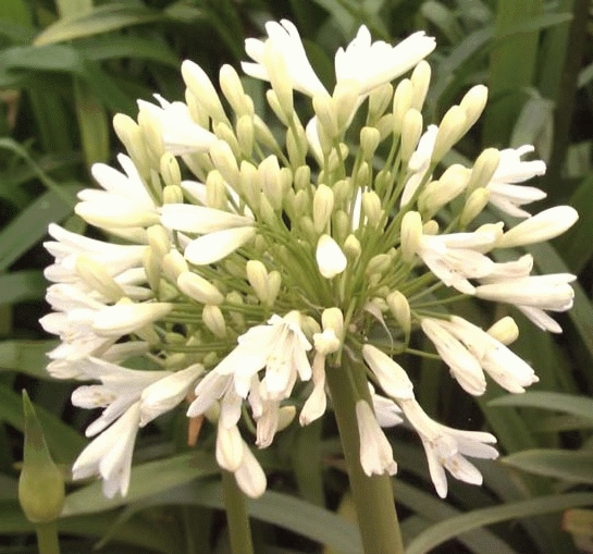 [AGAALBI] Agapanthus afr. 'Albidus' (pot   9cm)