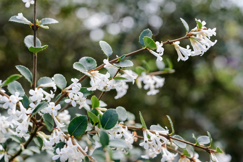 [OSDELAV] Osmanthus delavayi (pot   5L)