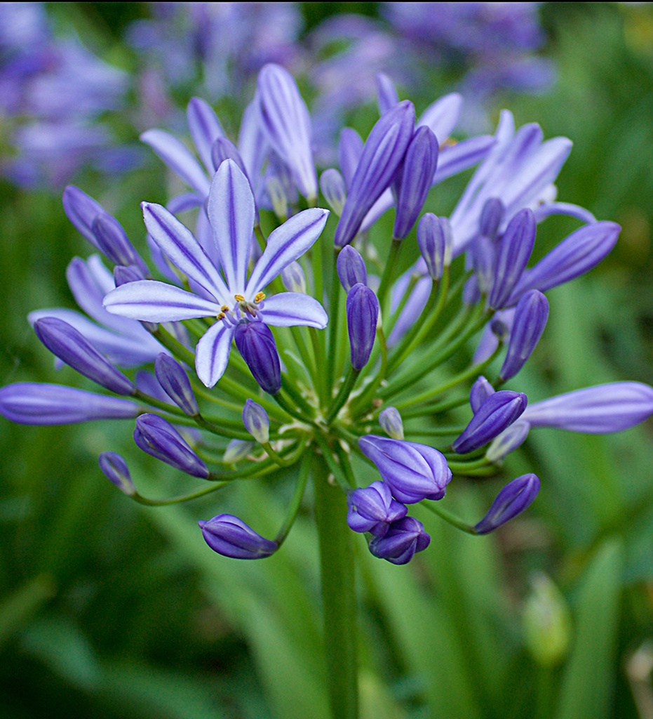 [AGACHAR] Agapanthus 'Charlotte' (pot14)