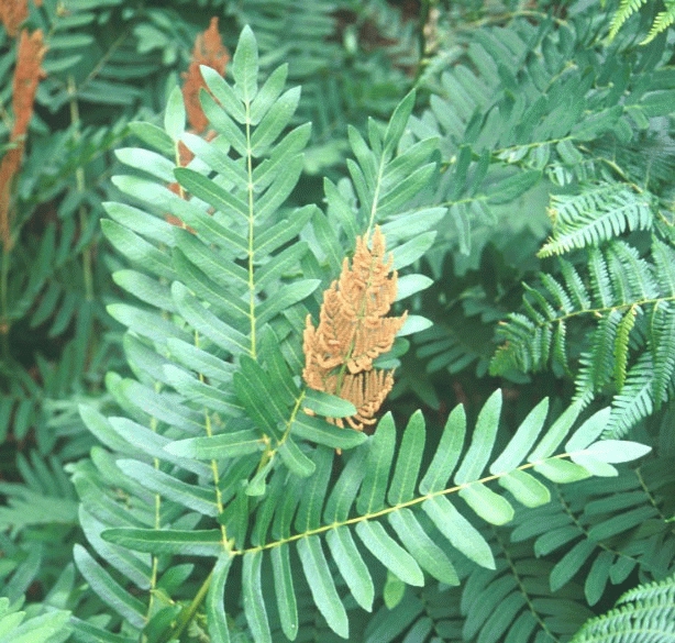 [OSREGAL] Osmunda regalis (pot   9cm)