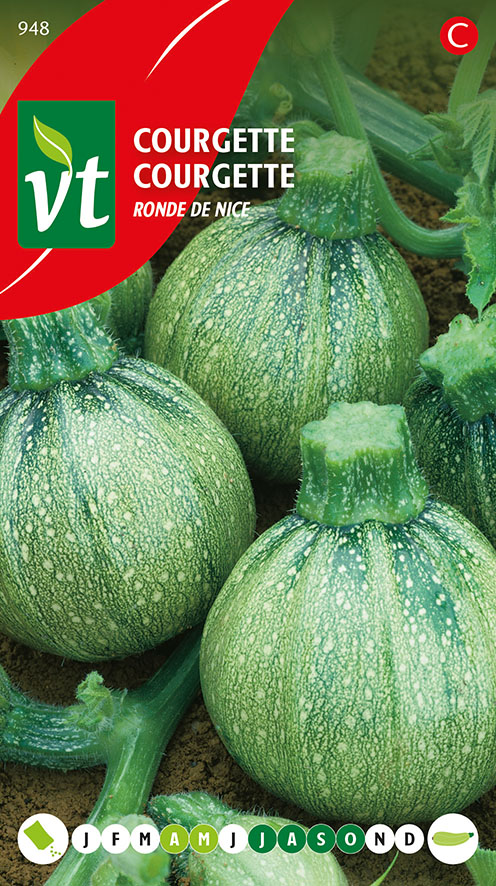 COURGETTE RONDE DE NICE