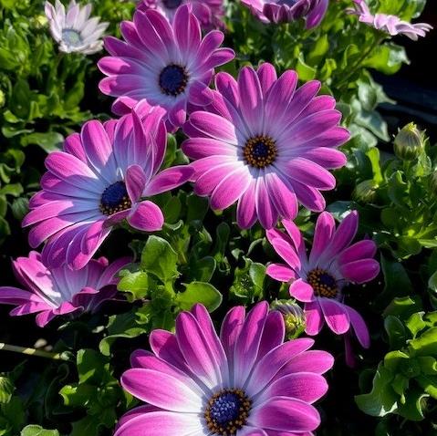 [OSTEOSP] MARGUERITE AFRICAINE (pot 10.5cm)