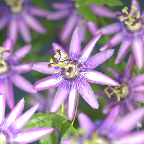 [PAAMETH] Passiflora 'Amethyst' (—, —, pot 5.25l gestokt 215cm)
