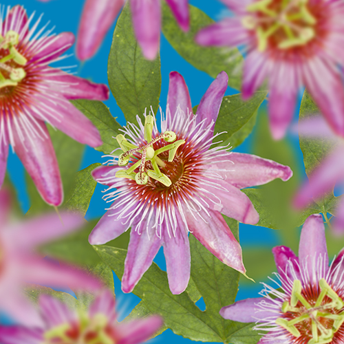 [PAANAST] PASSIFLORE