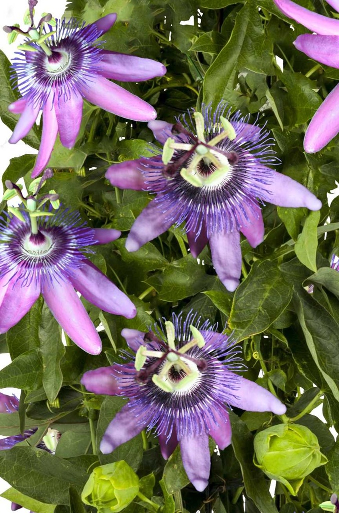 [PABMYOU] Passiflora 'Betty Miles Young'