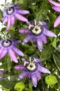 PASSIFLORE