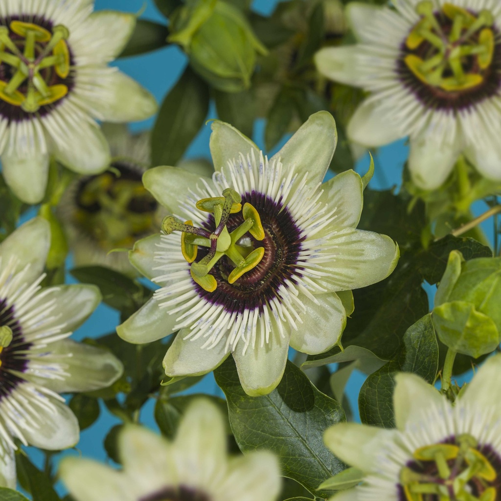 PASSIFLORE