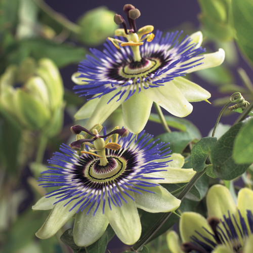 [PACAERU] Passiflora caerulea (gestokt, 175/200cm, pot   3L)
