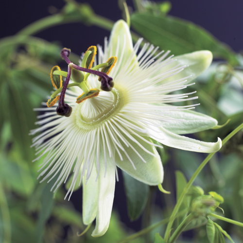 [PACELIO] Passiflora 'Constance Elliott'