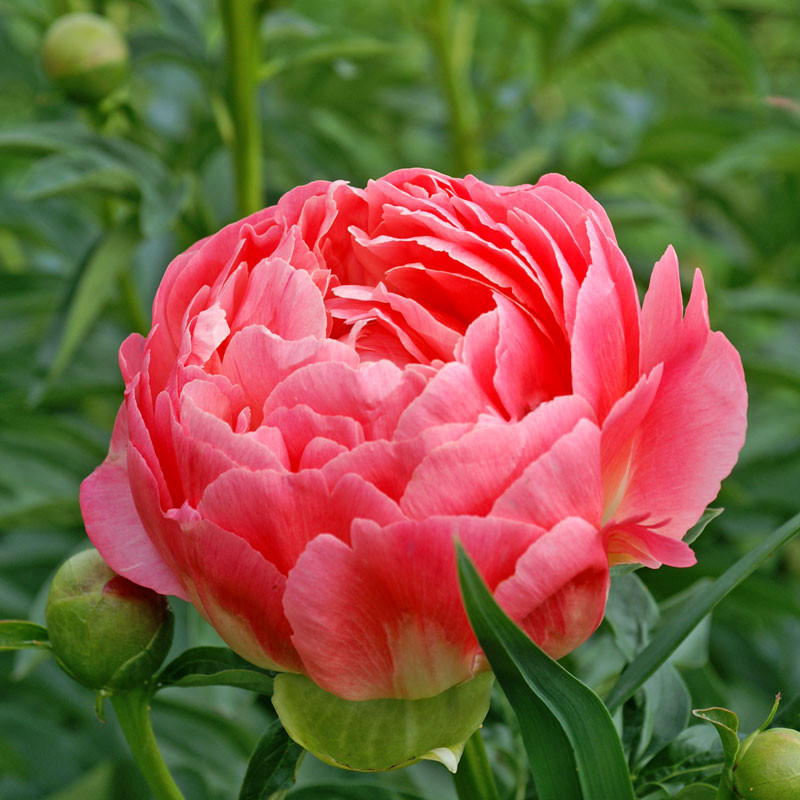 Paeonia (LD) 'Coral Sunset'