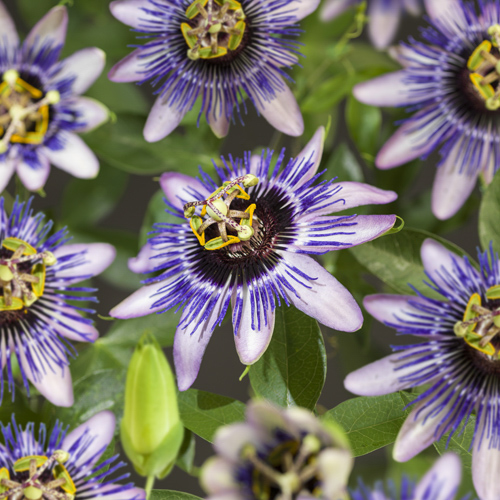 [PADDELI] Passiflora 'Damsel's Delight' (gestokt, 75cm, pot   2.25L)