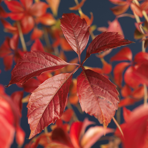 [PAENGEL] Parthenocissus quinquefolia 'Engelmannii' (gestokt, 75cm, pot   2.25L)