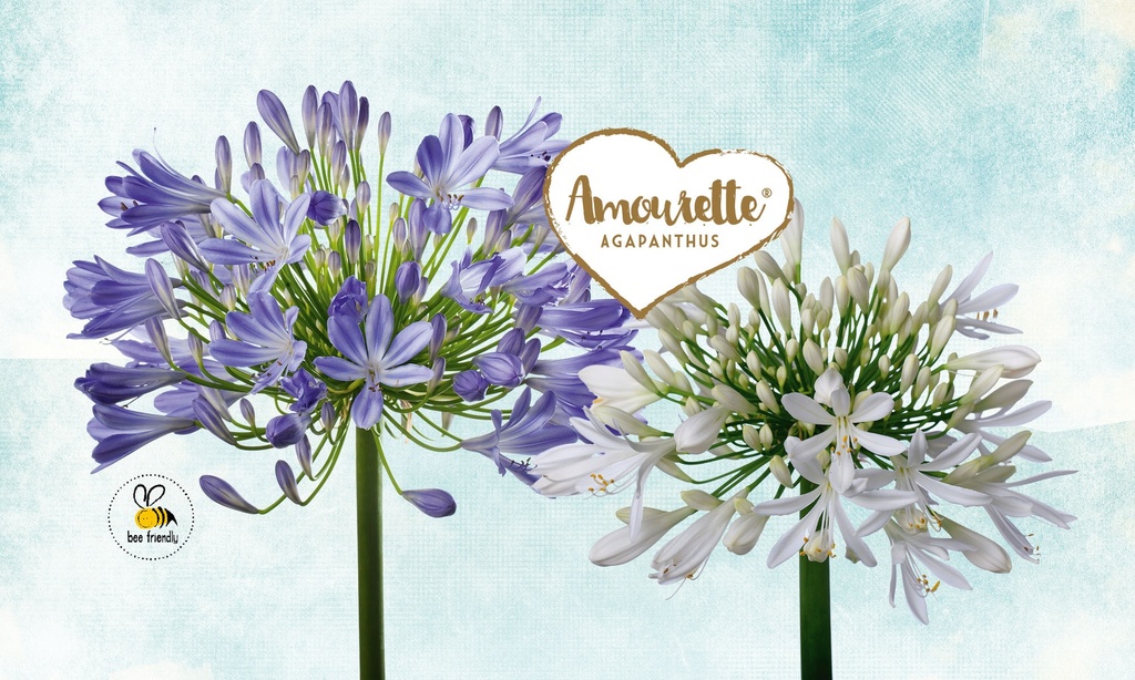 [AGAMOUW] Agapanthus 'Amourette White' (—, pot17)