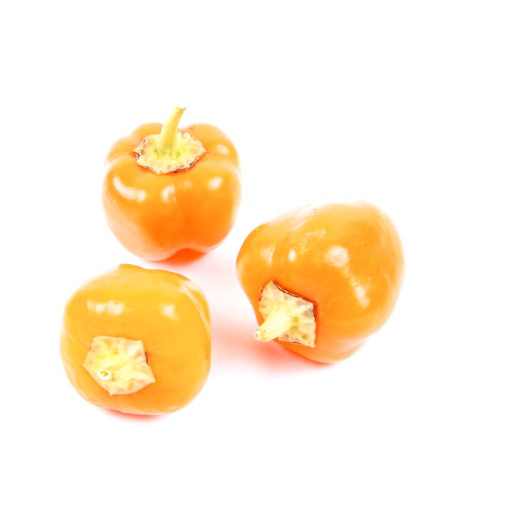[PAGMINI .P10] PAPRIKA MINI BLOK GEEL