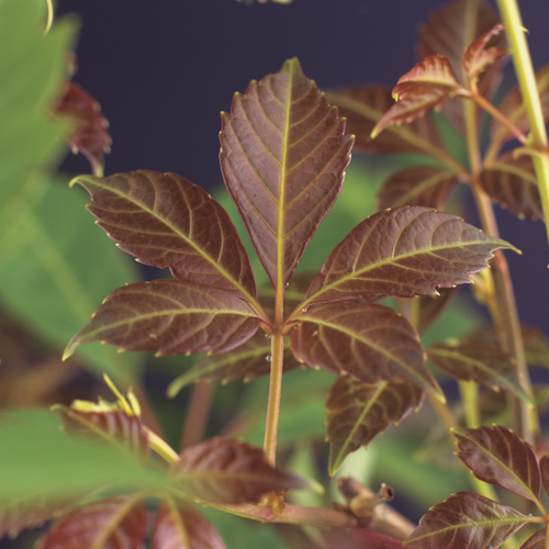 [PAHENRY] Parthenocissus henryana (gestokt, 75cm, pot   2.25L)