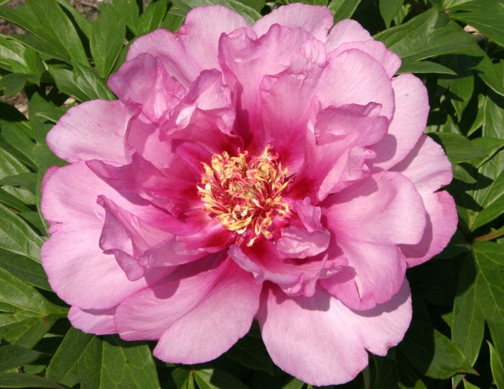 PIVOINE