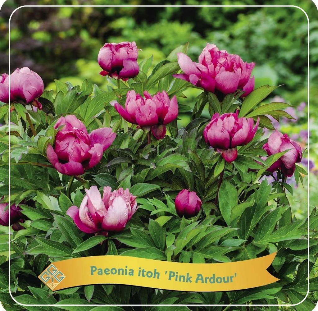 [PAIPARD] Paeonia itoh 'Pink Ardour' (pot   5L)