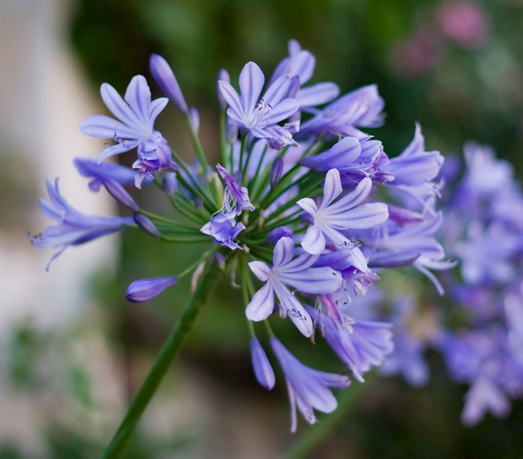 [AGAPANT] Agapanthus (pot  9.5L)