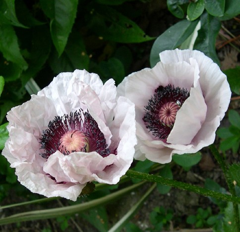 [PAOPWHI] Papaver or. 'Perry's White' (pot11)