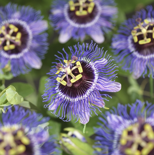[PAPRAIN] Passiflora 'Purple Rain' (75cm, pot 2.25L)