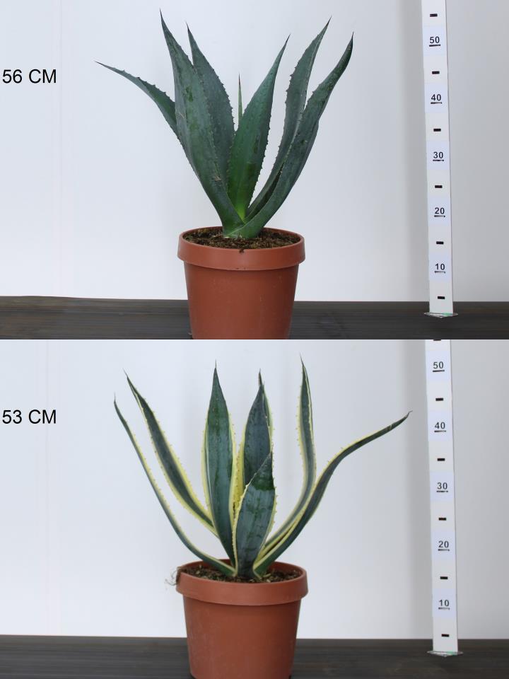 [AGAVE] Agave (GD) (pot 5L)