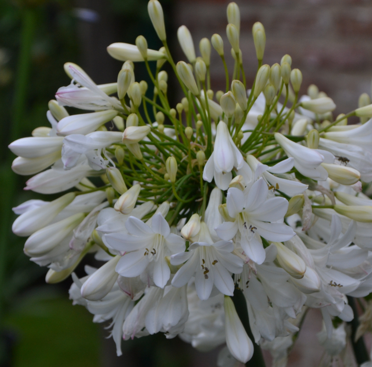 [AGASTAR] Agapanthus 'Artic Star'